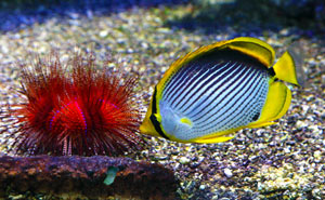 MUSEE OCEANOGRAPHIQUE DE MONACO MONACO MUSEE OCEANOGRAPHIQUE DE MONACO MONACO
