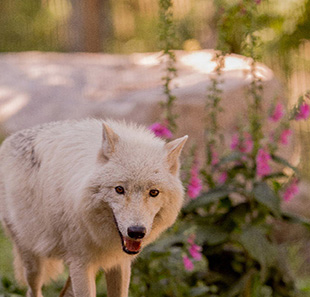 Dierenpark PARC ANIMALIER DE COURZIEU COURZIEU