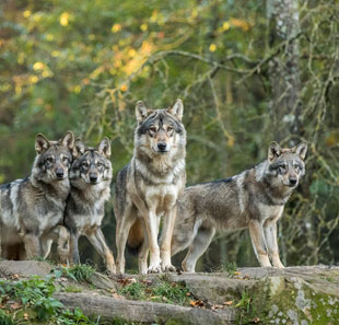 PARC ANIMALIER DE SAINTE-CROIX PARC ANIMALIER DE SAINTE-CROIX