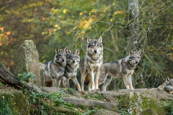 PARC ANIMALIER DE SAINTE-CROIX PARC ANIMALIER DE SAINTE-CROIX